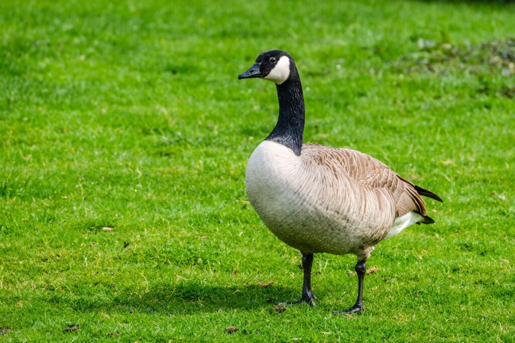 eenden en ganzen in het wild