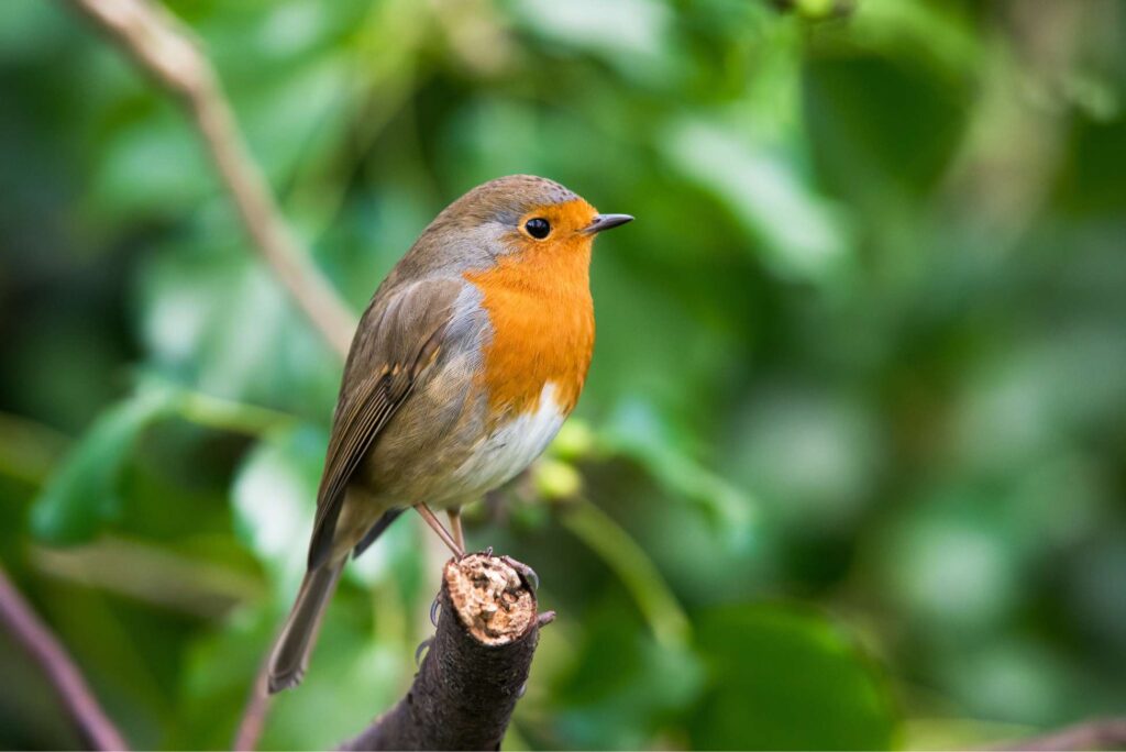natuurgebieden voor vogelspotters