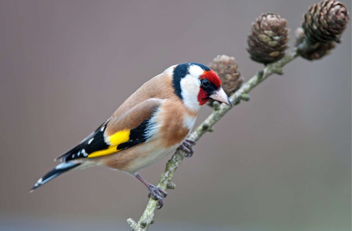natuurgebieden voor vogelspotters