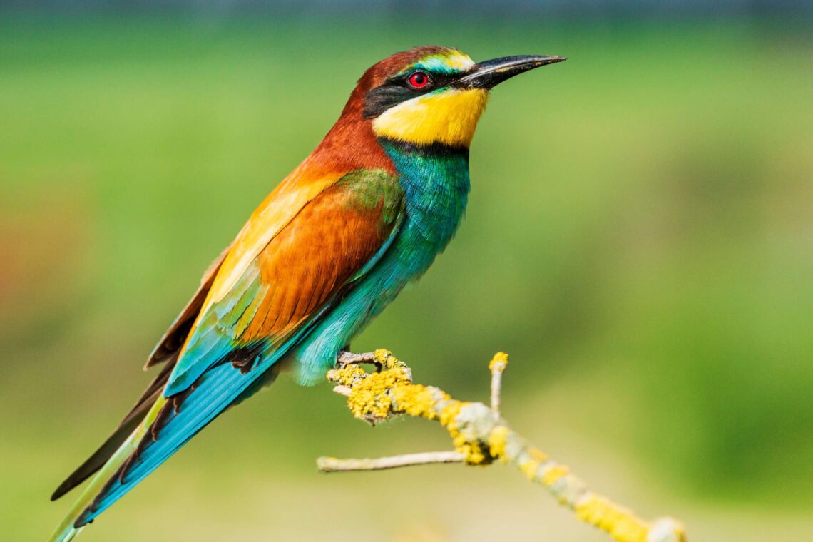 welke vogels leven bij het water