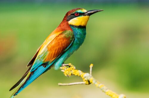 welke vogels leven bij het water
