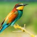 welke vogels leven bij het water