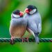 watervogels in nederland herkennen