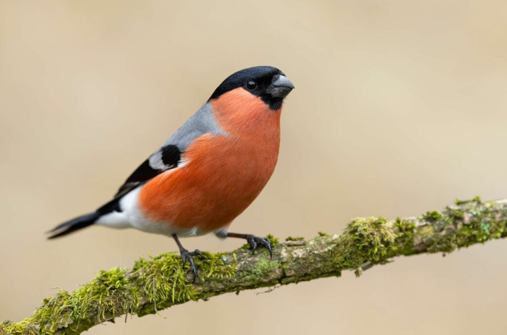 vogels voeren in de winter