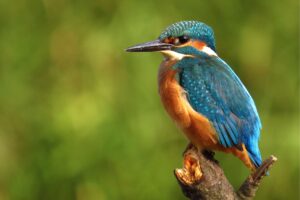 vogels voeren in de winter