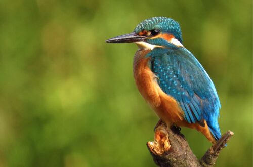 vogels voeren in de winter