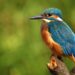vogels voeren in de winter